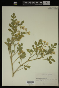 Image Associated With the Occurrence