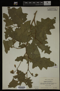 Image Associated With the Occurrence
