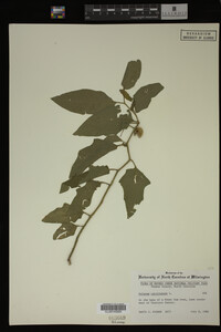 Image Associated With the Occurrence