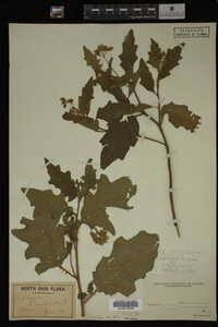 Image Associated With the Occurrence