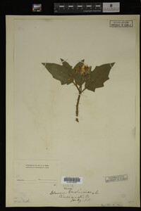 Image Associated With the Occurrence