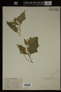 Image Associated With the Occurrence