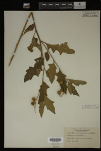 Image Associated With the Occurrence