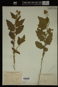 Image Associated With the Occurrence