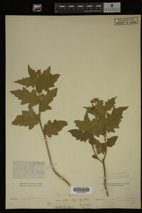 Image Associated With the Occurrence