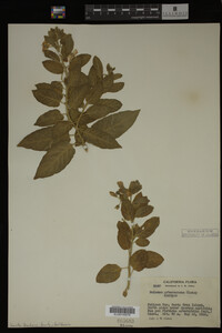 Image Associated With the Occurrence