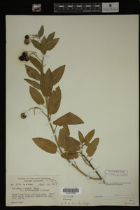 Image Associated With the Occurrence