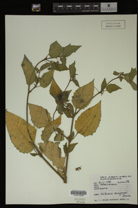 Image Associated With the Occurrence