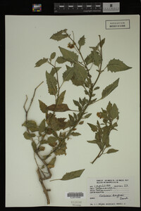 Image Associated With the Occurrence