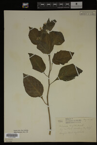 Image Associated With the Occurrence