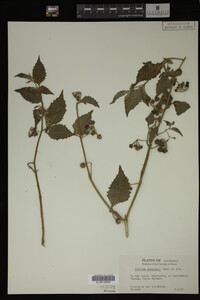 Image Associated With the Occurrence