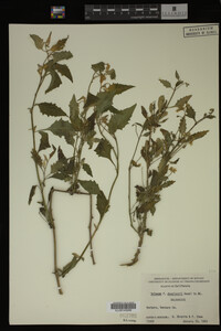Image Associated With the Occurrence