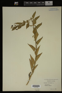 Image Associated With the Occurrence