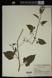Image Associated With the Occurrence
