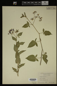 Image Associated With the Occurrence