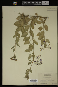 Image Associated With the Occurrence