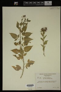 Image Associated With the Occurrence