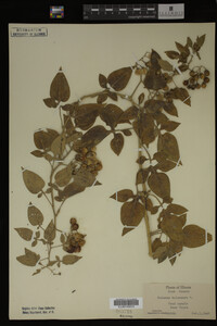 Image Associated With the Occurrence
