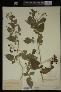 Image Associated With the Occurrence