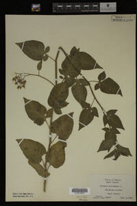 Image Associated With the Occurrence