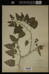 Image Associated With the Occurrence