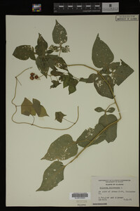 Image Associated With the Occurrence