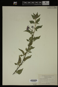 Image Associated With the Occurrence