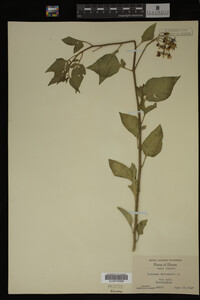 Image Associated With the Occurrence