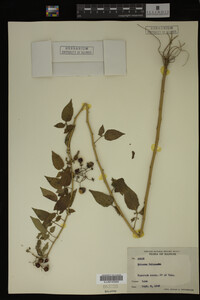 Image Associated With the Occurrence