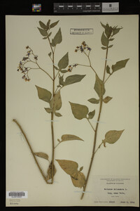 Image Associated With the Occurrence