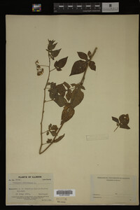 Image Associated With the Occurrence