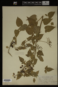 Image Associated With the Occurrence