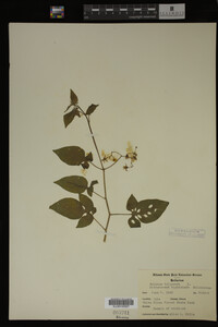Image Associated With the Occurrence
