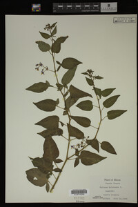 Image Associated With the Occurrence