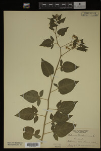 Image Associated With the Occurrence