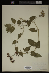 Solanum dulcamara image