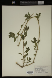 Image Associated With the Occurrence