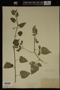 Image Associated With the Occurrence