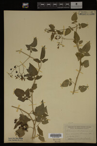 Image Associated With the Occurrence