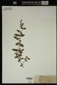 Mentha piperita image