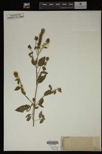 Mentha piperita image