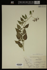 Solanum dulcamara image