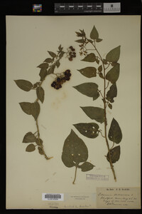 Image Associated With the Occurrence