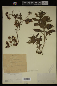 Solanum dulcamara image
