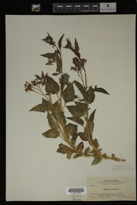 Image Associated With the Occurrence