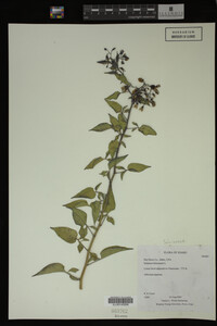 Image Associated With the Occurrence