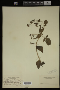 Image Associated With the Occurrence