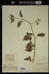 Solanum dulcamara image