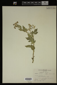 Image Associated With the Occurrence