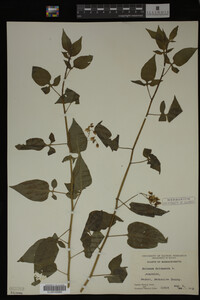 Image Associated With the Occurrence